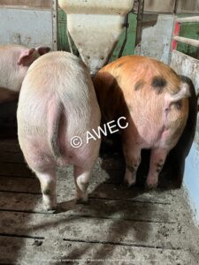 Un porc amb la cua cap avall i amagada entre les cames(porc a l’esquerra) és indici de mossegades de cues a la corralina.