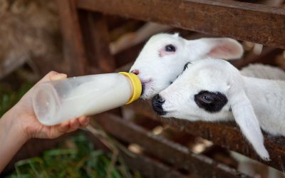 Les conséquences de la caudectomie et de la castration sur le bien-être des moutons