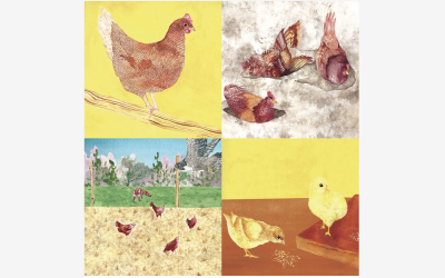 Guia de recomanacions Hennovation sobre el picatge de plomes en gallines