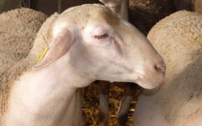 Évaluation de la douleur chez les ovins