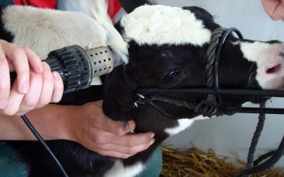 Efecto del descornado y del desmochado en el bienestar del ganado vacuno