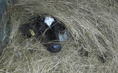 Welfare aspects related to diarrhea in calves
