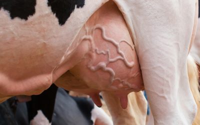 Dolor de la glàndula mamària i incomoditat de les vaques de llet durant l’assecatge (ii)