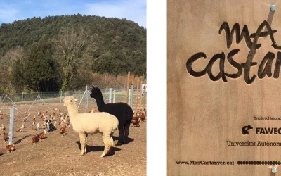 Alpacas as guardians of free range hens at Mas Castanyer