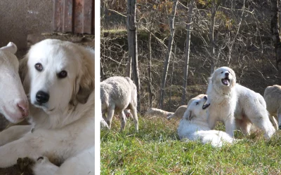 El perro de protección de rebaños: el mejor amigo de la ganadería de montaña