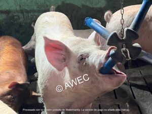 Exemple "jouet" attractif pour les porcs d'engraissement. Il est important que les jouets soient suspendus au niveau du nez des cochons et qu'ils ne se salissent pas.