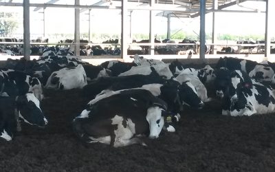 Lying behaviour and productive efficiency in dairy cattle – A Practical Overview