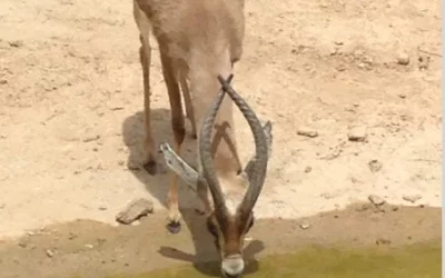 Gazella Dorcas