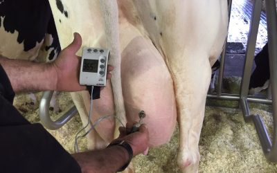 Dolor i incomoditat de la glàndula mamària de les vaques de llet a l’assecatge