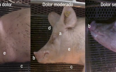 Pain caused by farrowing in the sow (II): Useful indicators and pain relief