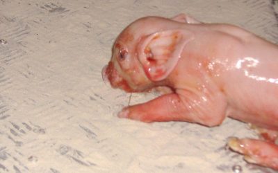 Mortalitat neonatal en garrins