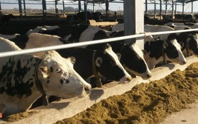 Effet du stress dû à la chaleur sur la production de lait des vaches laitières : une vision pratique