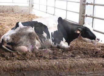 Problèmes de bien-être pendant la période de tarissement chez les vaches laitières