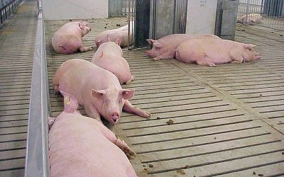 Legal requirements on animal welfare on pig farms