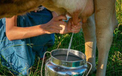 Welfare during milking