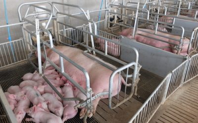 Pain caused by farrowing in sows