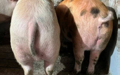 Criar cerdos sin raboteo: experiencias de granjas comerciales