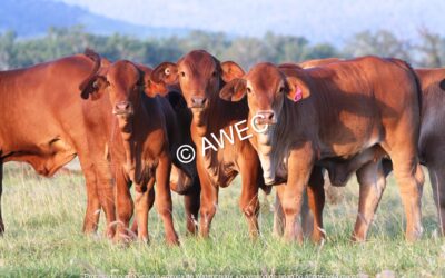 Impacto de los parásitos en el bienestar del ganado vacuno, ovino y caprino