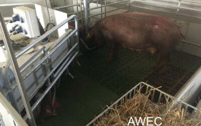 Automatic monitoring of water intake in sows to improve animal welfare and productivity