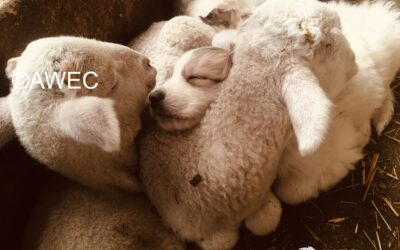 Innovation network on the Livestock Guardian Dog