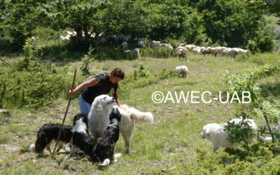 The Livestock Guardian Dog: myths, facts, and field experience
